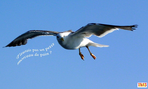 Go�land sous le soleil - Ile de Texel. 