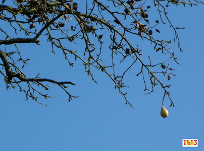 Poire orpheline. 
