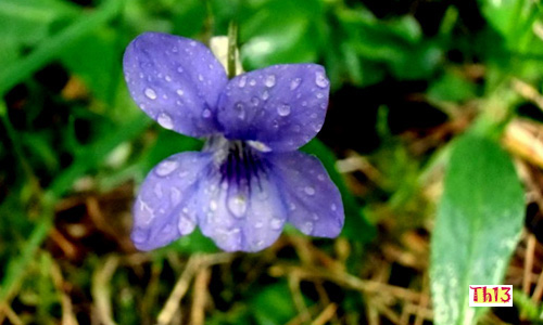 Violette sous la pluie. 